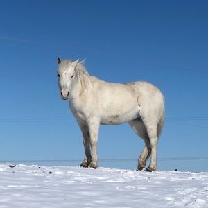 Meet your Posher, Genevieve